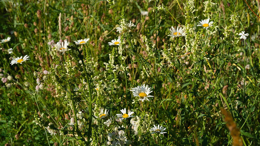 Naturgarten in W&uuml;rzburg
