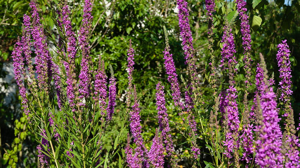 Naturgarten in W&uuml;rzburg