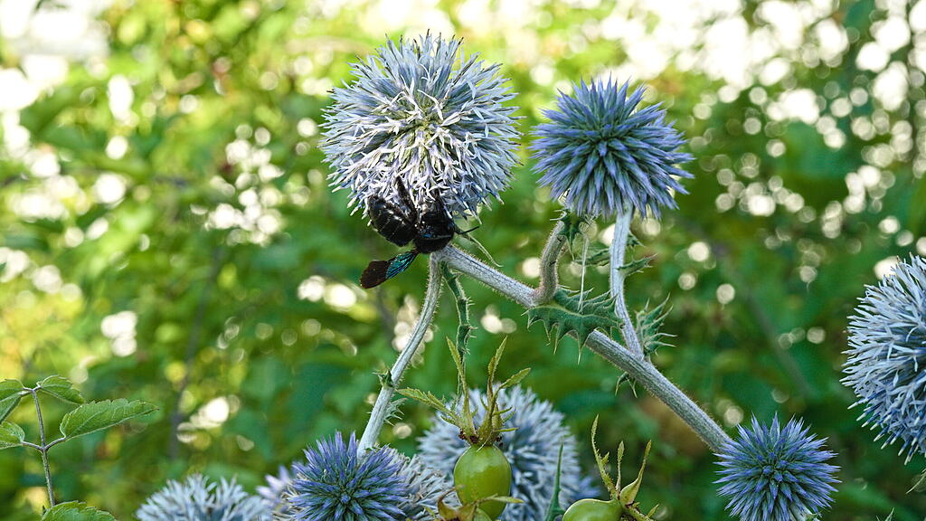 Naturgarten in W&uuml;rzburg