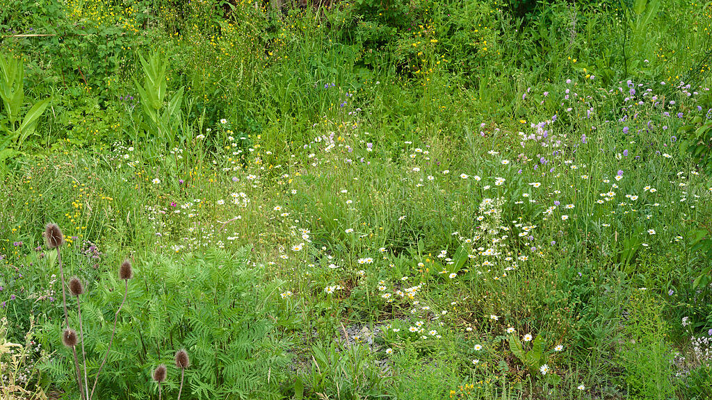 Naturgarten in W&uuml;rzburg