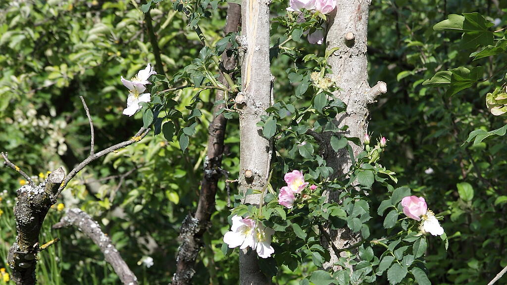 Naturgarten in W&uuml;rzburg