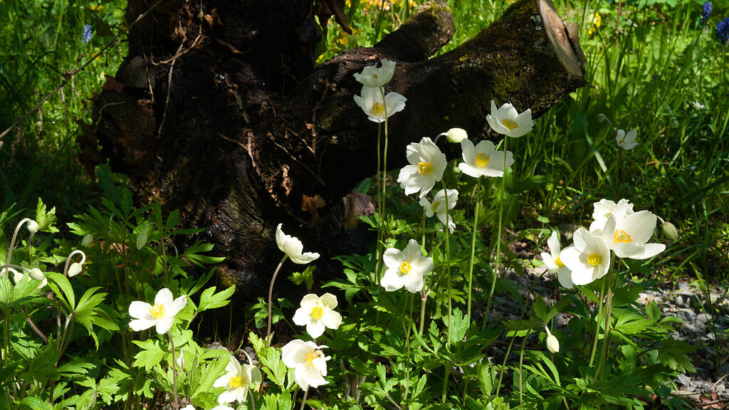 Naturgarten in W&uuml;rzburg
