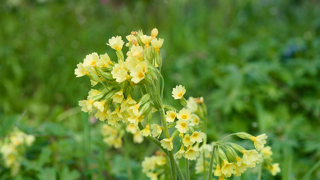 Hohe Schl&uuml;sselblume im April