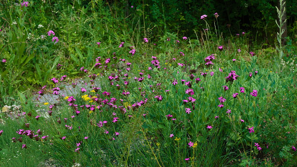 Naturgarten in W&uuml;rzburg