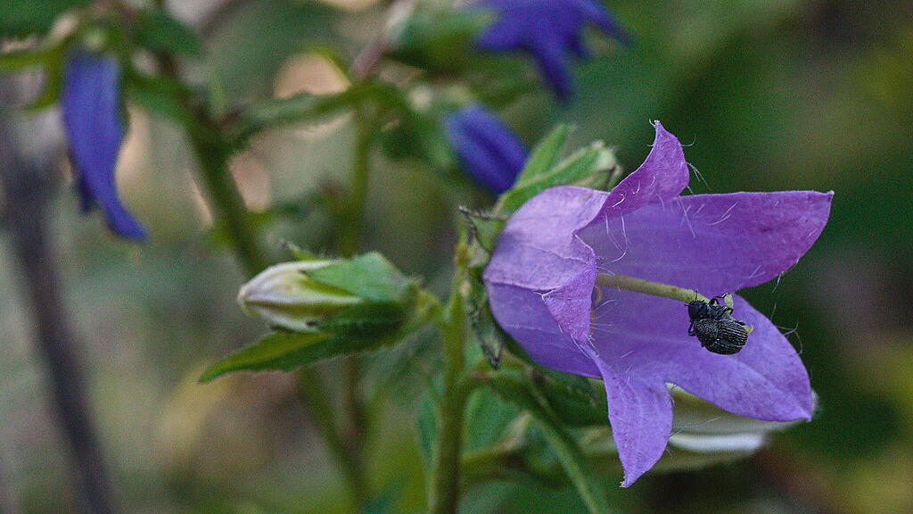 Naturgarten in W&uuml;rzburg