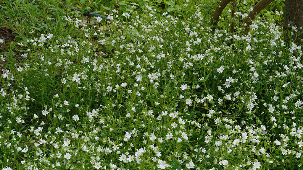 Naturgarten in W&uuml;rzburg