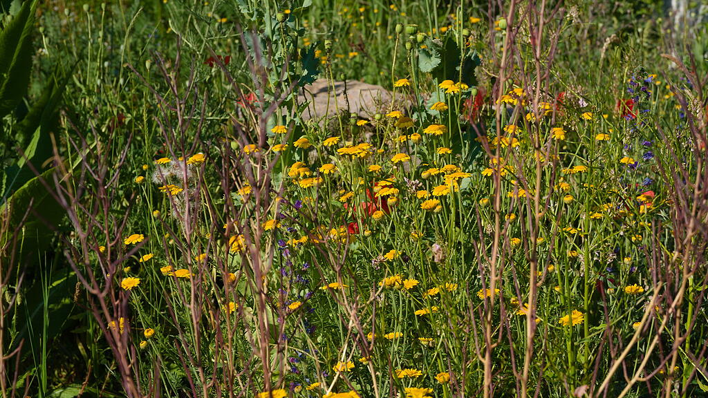 Naturgarten in W&uuml;rzburg
