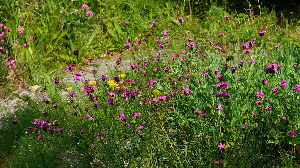 Naturgarten in W&uuml;rzburg