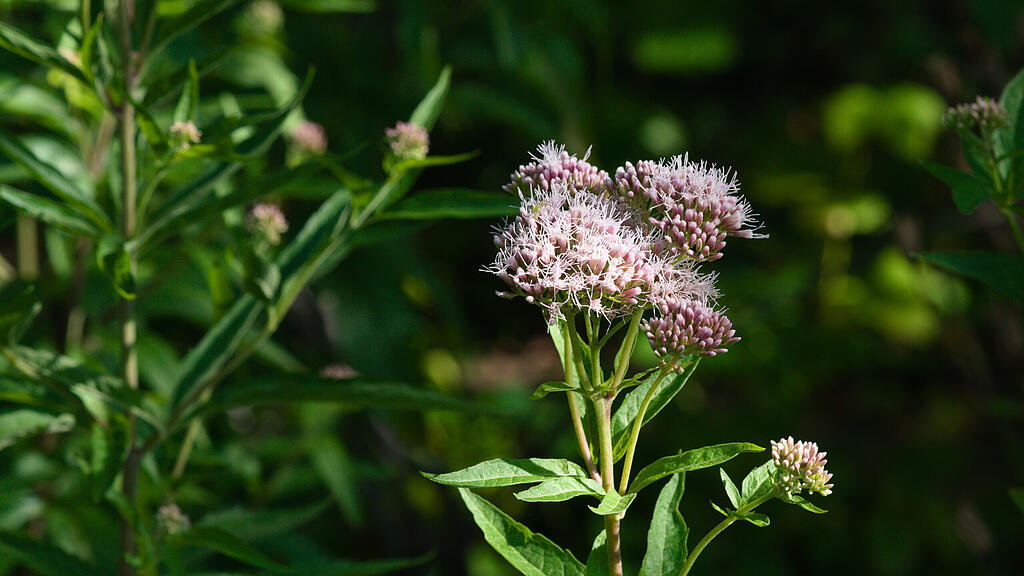 Naturgarten in W&uuml;rzburg