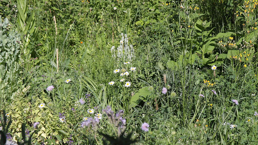 Naturgarten in W&uuml;rzburg