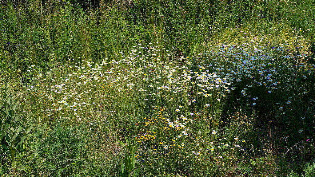 Naturgarten in W&uuml;rzburg