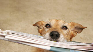 Dog with the daily newspaper
