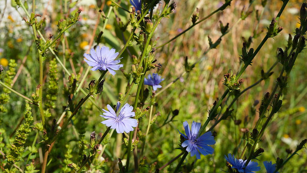 Naturgarten in W&uuml;rzburg