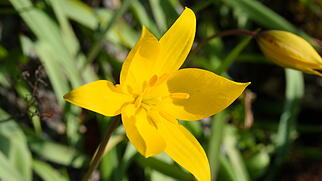 Wilde Tulpe im April