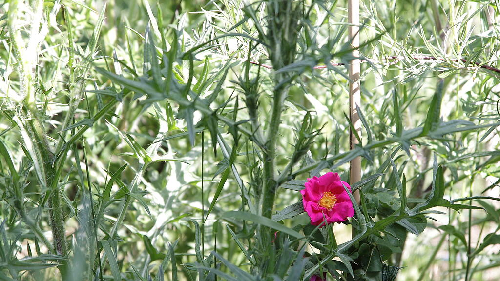 Naturgarten in W&uuml;rzburg