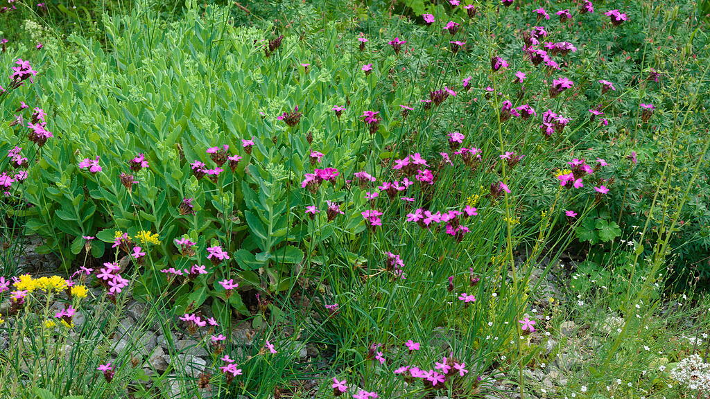Naturgarten in W&uuml;rzburg