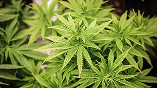 Cannabis