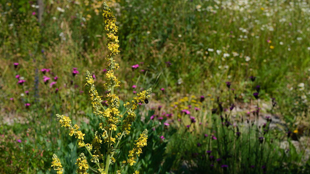 Naturgarten in W&uuml;rzburg