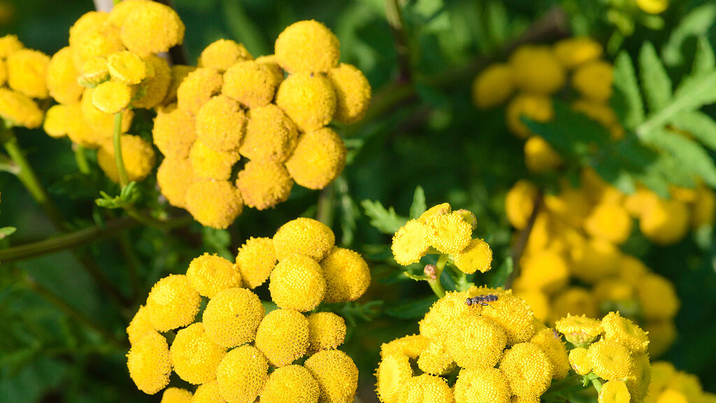 Naturgarten in W&uuml;rzburg