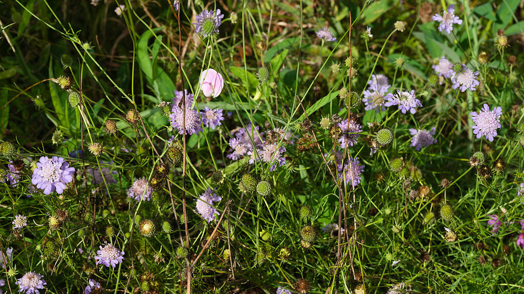 Naturgarten in W&uuml;rzburg