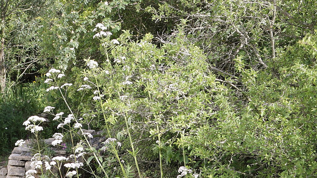 Naturgarten in W&uuml;rzburg
