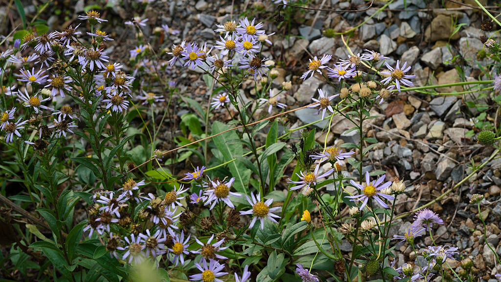 Naturgarten in W&uuml;rzburg
