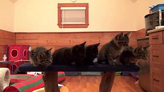 Dancing Kittens