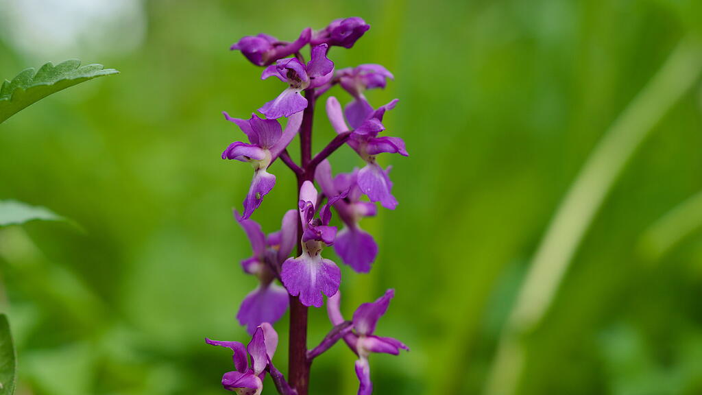 Orchis mascula im Mai