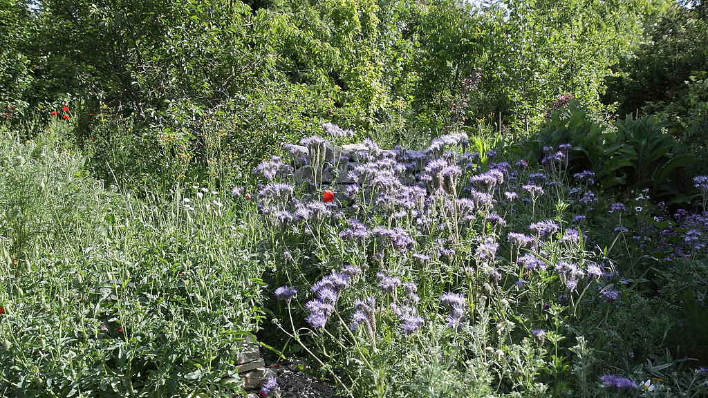Naturgarten in W&uuml;rzburg
