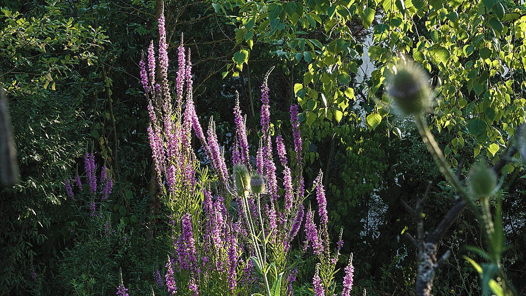 Naturgarten in W&uuml;rzburg