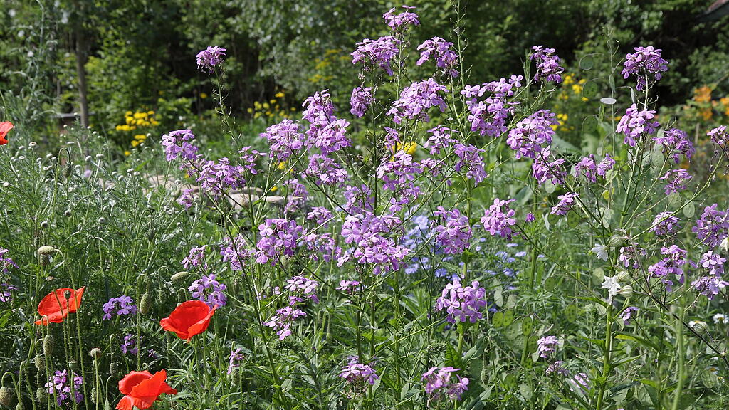 Juni 2021